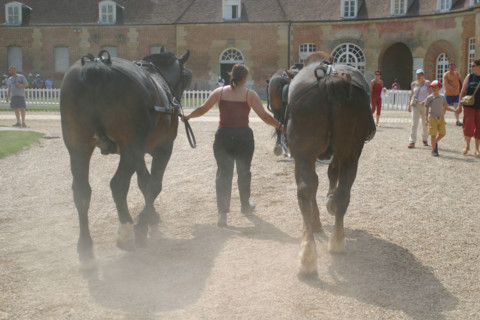 France, haras du pin