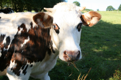France, Normandie, Manche, sartilly, vache normande, champ, pre, pature,