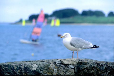 France, Bretagne, Finistere nord, cotes des abers, l'aber wrach, goeland argente sur une mur, plage, planche a voile,
