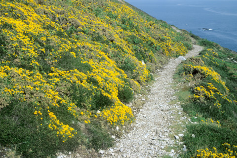 France, Bretagne, Finistere, presqu'ile de crozon cap de la chevre, chemin des douaniers, lande, genets,