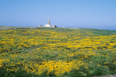 France, Bretagne, Finistere sud, Cap Sizun, Cornouaille, pointe du Raz, la lande et le semaphore, genets,