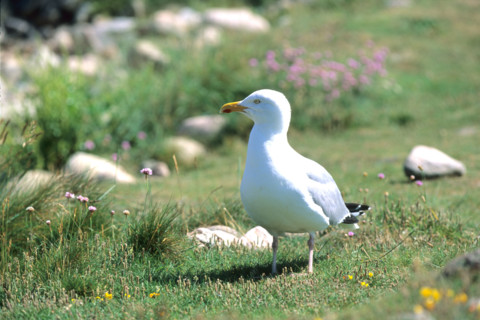 Goéland sur l'île de Bréhat