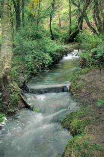 France, paimpont forest