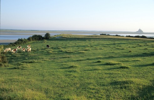 France, Basse Normandie, Manche, pays de la baie du Mont-Saint-Michel, panorama au grouin du sud, champ vaches,