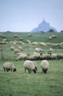 France, Basse Normandie, Manche, pays de la baie du Mont-Saint-Michel, moutons de pres sales, elevage, vers huisnes,