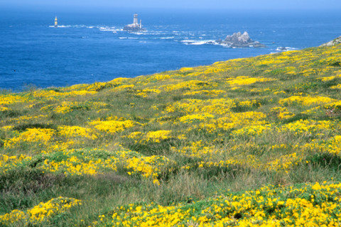 France, Bretagne, Finistere sud, Cornouaille, pointe du Raz, lande, genets, phare de la Vieille