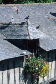 France, Bretagne, Morbihan, Vannes, golfe du Morbihan, detail des anciens lavoirs, lucarnes, ardoise, fleurs,