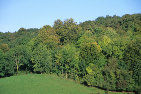 France, Haute Normandie, Seine Maritime, pays de bray, foret d'Eawy, arbres,