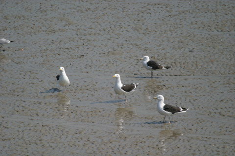 France, Bretagne, Cotes d'Armor, cote d'Emeraude, erquy, port de peche, maree basse, goelands marins,