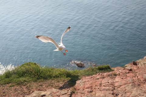 France, Bretagne, Cotes d'Armor, cote d'Emeraude, falaises du cap Frehel, goeland argente qui se pose