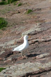France, Bretagne, Cotes d'Armor, cote d'Emeraude, falaises du cap Frehel, goeland argente