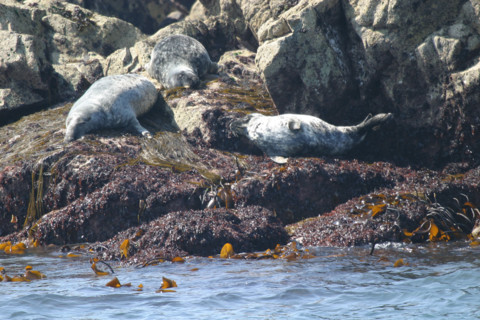 France, Bretagne, Cotes d'Armor, cote de granit rose, les sept iles, croisiere aux sept iles, colonie de phoques gris,