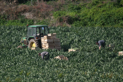 France, Bretagne, Finistere nord, pays du leon, ile de Batz, face a roscoff, cultures maraicheres, tracteur, agriculteurs au travail,