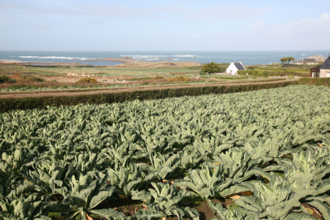 France, Bretagne, Finistere nord, pays du leon, ile de Batz, face a roscoff, cultures, maraicheres, choux, cote ouest,