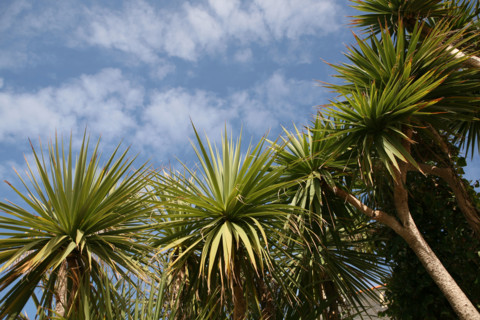 France, Bretagne, Finistere nord, pays du leon, ile de Batz, face a roscoff, palmiers, ciel, petits nuages,