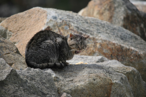 France, Bretagne, Finistere, presqu'ile de crozon, morgat, port et plage de morgat, chat, rocher,