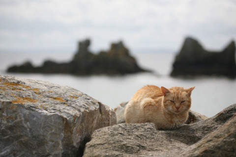 Chat sur la plage de Morgat (Bretagne)