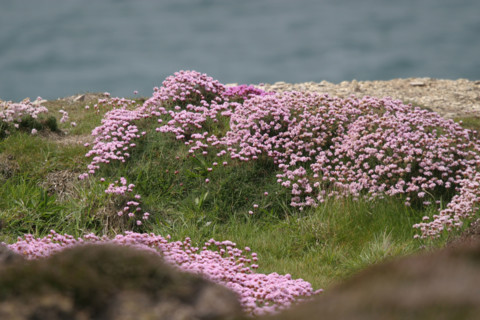 France, Bretagne, Finistere, presqu'ile de crozon, presqu'ile de crozon, cap de la chevre, vegetation, armerie maritime,