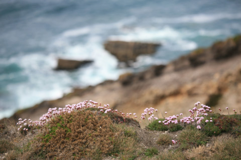 France, Bretagne, Finistere, presqu'ile de crozon, cap de la chevre, vegetation, armeries maritimes,