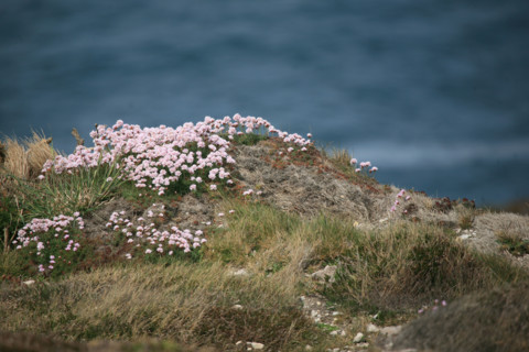France, Bretagne, Finistere, presqu'ile de crozon, cap de la chevre, vegetation, armeries maritimes,