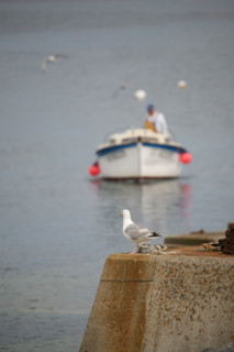 France, Bretagne, Finistere Sud, Cornouaille, pointe de trevignon, paysage, bateaux, port, goeland argente,