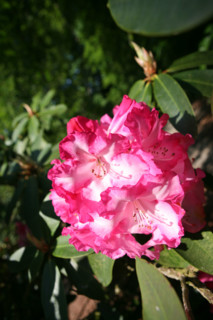 France, floral park