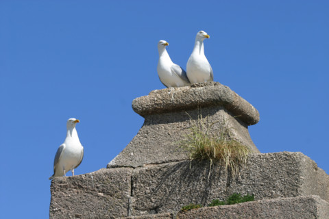 France, Basse Normandie, Manche, Cotentin, Cherbourg, rade, mer, seconde guerre mondiale, marine nationale, fort de l'ile pelee, goelands argentes