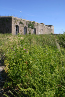 France, Basse Normandie, Manche, Cotentin, Cherbourg, rade, mer, seconde guerre mondiale, marine nationale, fort de l'ile pelee, 
persil sauvage,