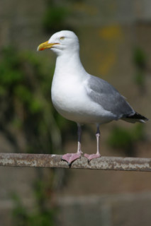 France, Basse Normandie, Manche, Cotentin, Cherbourg, rade, mer, seconde guerre mondiale, marine nationale, fort de l'ile pelee, 
goeland argente,