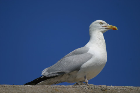 France, Basse Normandie, Manche, Cotentin, Cherbourg, rade, goeland argente, oiseau marin,