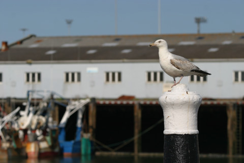 France, Basse Normandie, Manche, Cotentin, Cherbourg, port de peche, goeland argente immature, oiseau marin,
