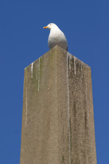 France, Basse Normandie, Manche, Cotentin, Cherbourg, obelisque, goeland argente, oiseau marin,