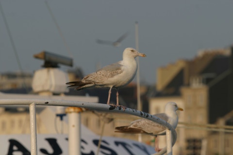 France, cotentin
