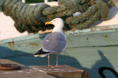 France, cotentin