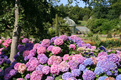 France, Basse Normandie, Manche, Cotentin, Cherbourg, chateau des ravalet (propriete de la ville) situe a tourlaville, hortensias dans le parc