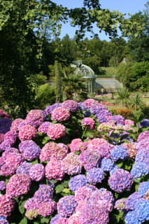 chateau des ravalet (propriete de la ville)
situe a tourlaville
hortensias dans le parc