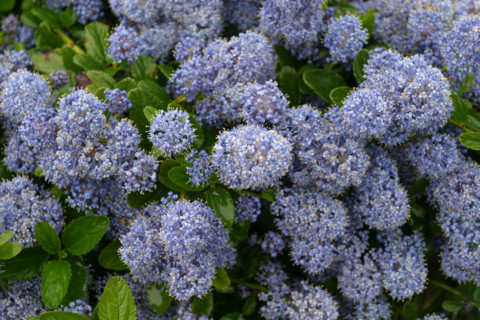 France, Basse Normandie, Manche, regneville sur mer, site des fours a chaux, hortensias ou hydrangeas,