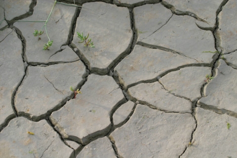France, Basse Normandie, Manche, regneville sur mer, havre de regneville, maree basse, sable, sable craquele, secheresse,