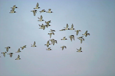 France, Basse Normandie, Manche, pays de la baie du Mont-Saint-Michel, 
vol d'oiseaux, huitriers pies,