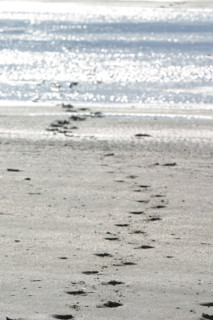 France, Basse Normandie, Manche, pays de la baie du Mont-Saint-Michel, 
le bec d'Andaine, traces de pas vers la mer, pieds,