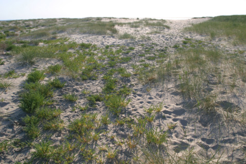 France, Basse Normandie, Manche, pays de la baie du Mont-Saint-Michel, 
le bec d'Andaine, paysage de dunes, vegetation et sable, oyats,