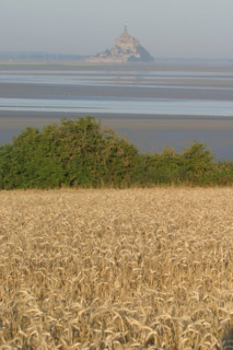 France, Basse Normandie, Manche, pays de la baie du Mont-Saint-Michel, 
le grouin du sud, champ de ble mur avec vue sur le mont,