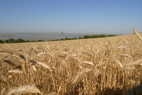 France, Basse Normandie, Manche, pays de la baie du Mont-Saint-Michel, 
le grouin du sud, champ de ble mur avec vue sur le mont,