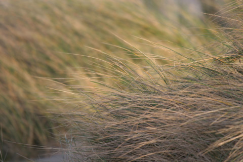 France, Basse Normandie, Manche, Cotentin, Cherbourg, grande rade est, dunes de la plage de Collignon, sable, vegetation,