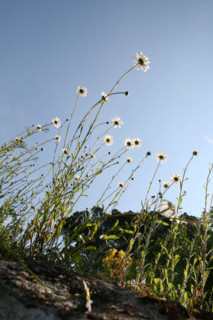 France, Bretagne, Morbihan, golfe du Morbihan, ile aux moines, le bourg, fleurs sauvages, marguerites sur un mur,