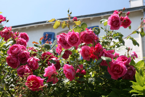 France, Bretagne, Morbihan, golfe du Morbihan, ile aux moines, chemin vers la partie nord de l'ile, pointe du trec'h, chemin jaune, roses, maison,