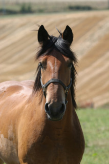 France, Basse Normandie, orne, perche, cheval de trait a feings, elevage,