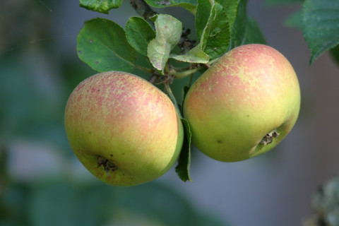 France, Basse Normandie, orne, perche, moulicent, manoir, verger, pommes, arbre fruitier, pommier,