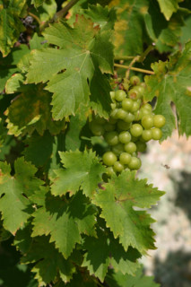 France, Basse Normandie, orne, perche, grappe de raisin encore vert, vigne,