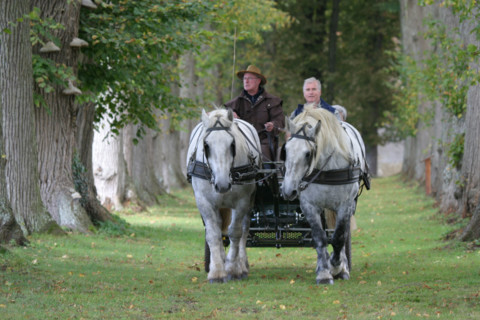 France, Basse Normandie, orne, pays d'auge ornais, randonnee a cheval autour de Medavy et de son chateau
